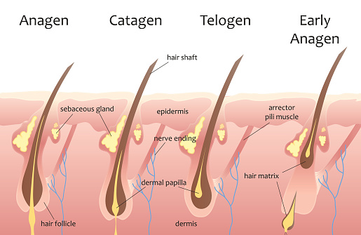 Detail Gambar Siklus Pertumbuhan Rambut Nomer 14