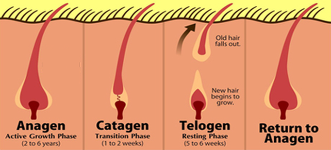 Detail Gambar Siklus Pertumbuhan Rambut Nomer 16