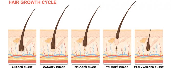 Detail Gambar Siklus Pertumbuhan Rambut Nomer 17