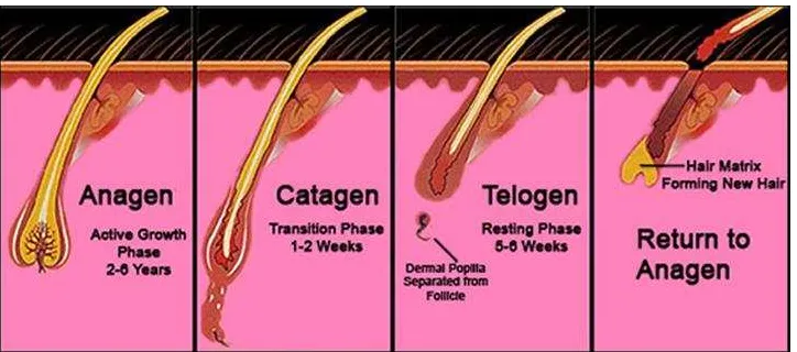 Detail Gambar Siklus Pertumbuhan Rambut Nomer 22