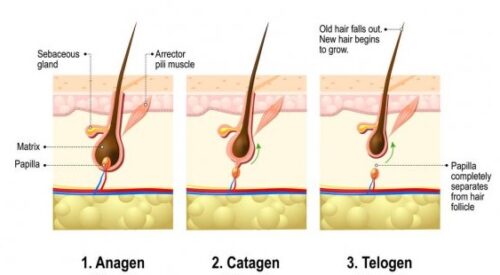 Detail Gambar Siklus Pertumbuhan Rambut Nomer 3