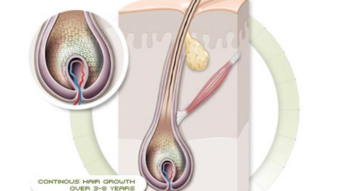 Detail Gambar Siklus Pertumbuhan Rambut Nomer 24