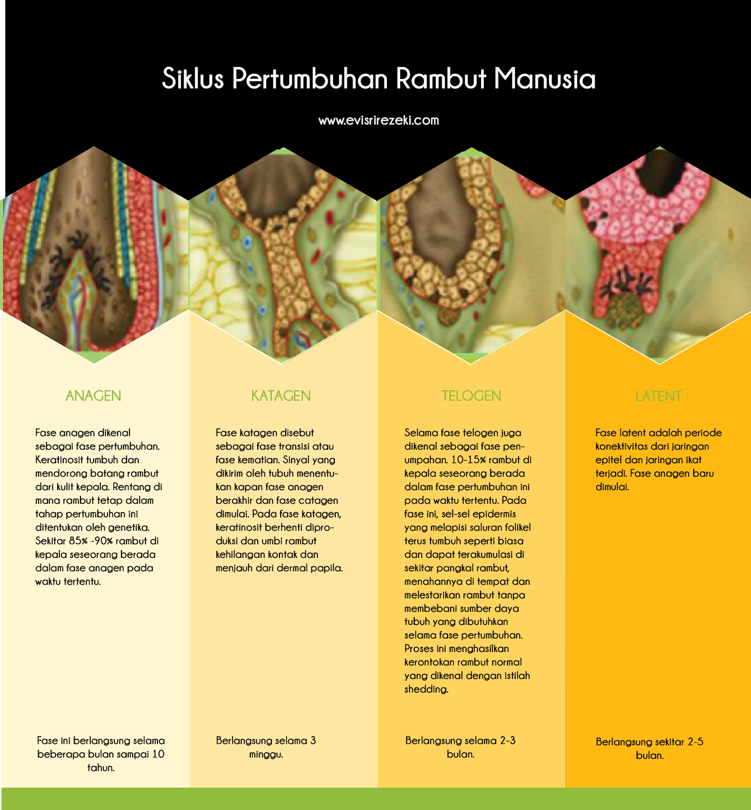 Detail Gambar Siklus Pertumbuhan Rambut Nomer 26