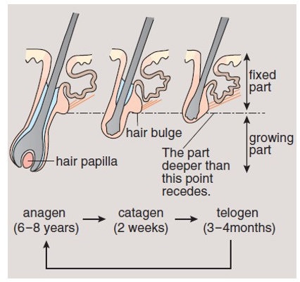 Detail Gambar Siklus Pertumbuhan Rambut Nomer 32