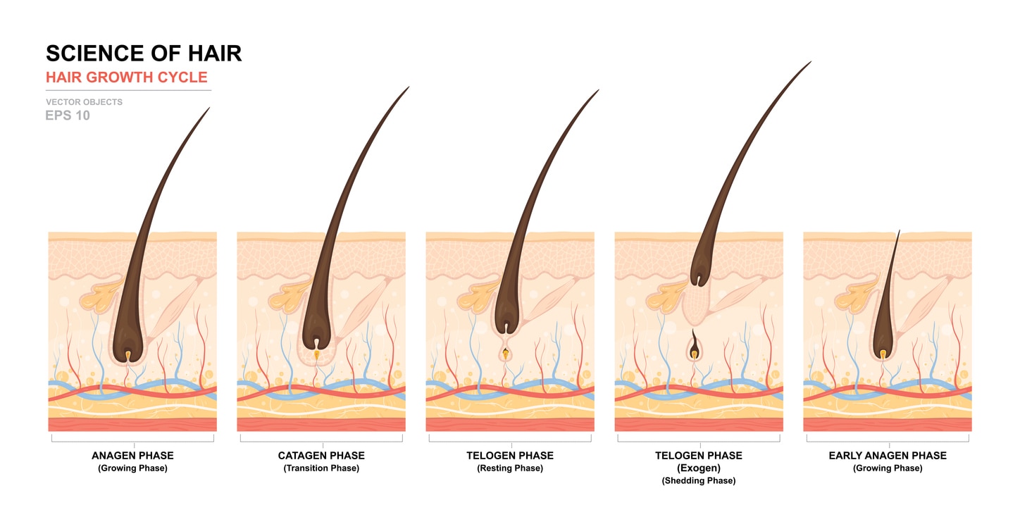 Detail Gambar Siklus Pertumbuhan Rambut Nomer 39