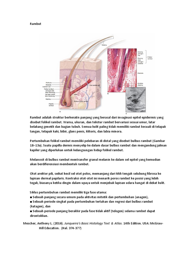 Detail Gambar Siklus Pertumbuhan Rambut Nomer 45