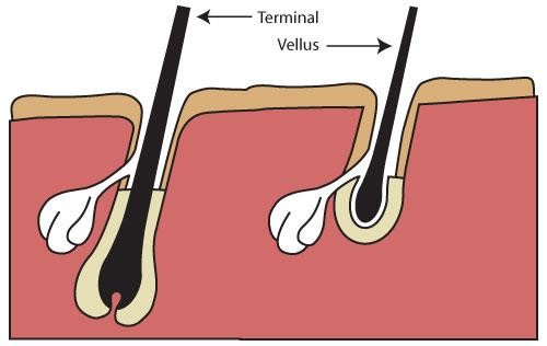 Detail Gambar Siklus Pertumbuhan Rambut Nomer 46