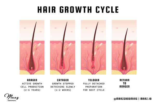 Detail Gambar Siklus Pertumbuhan Rambut Nomer 49