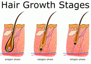 Detail Gambar Siklus Pertumbuhan Rambut Nomer 7