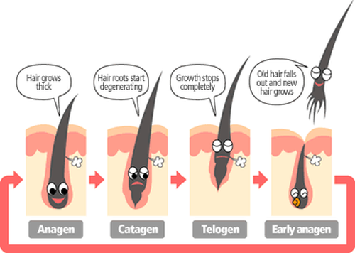 Detail Gambar Siklus Pertumbuhan Rambut Nomer 8