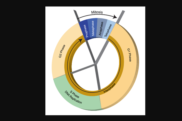 Detail Gambar Siklus Sel Nomer 12