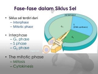 Detail Gambar Siklus Sel Nomer 19