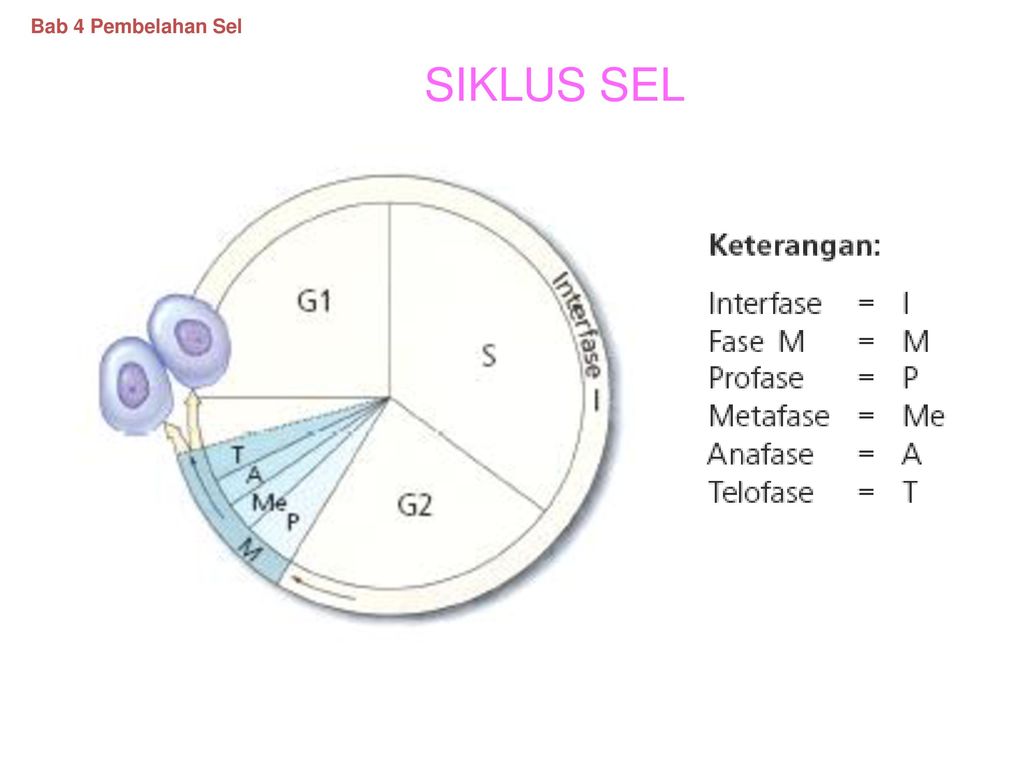 Detail Gambar Siklus Sel Nomer 30