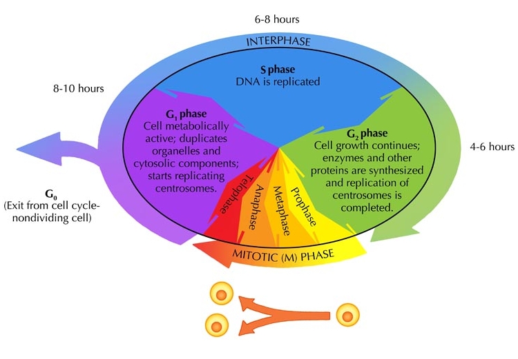 Detail Gambar Siklus Sel Nomer 41