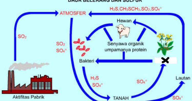 Detail Gambar Siklus Sulfur Gambar Siklus Sulfur Nomer 13