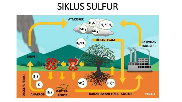 Detail Gambar Siklus Sulfur Gambar Siklus Sulfur Nomer 16