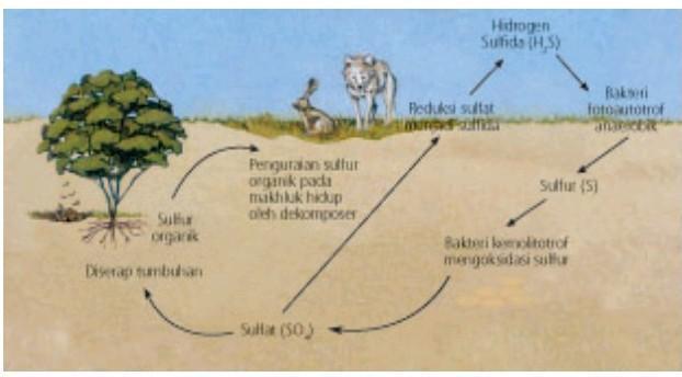 Detail Gambar Siklus Sulfur Gambar Siklus Sulfur Nomer 18