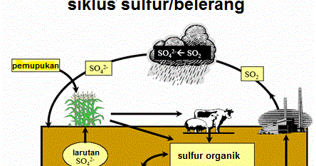 Detail Gambar Siklus Sulfur Gambar Siklus Sulfur Nomer 19