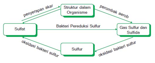 Detail Gambar Siklus Sulfur Gambar Siklus Sulfur Nomer 20