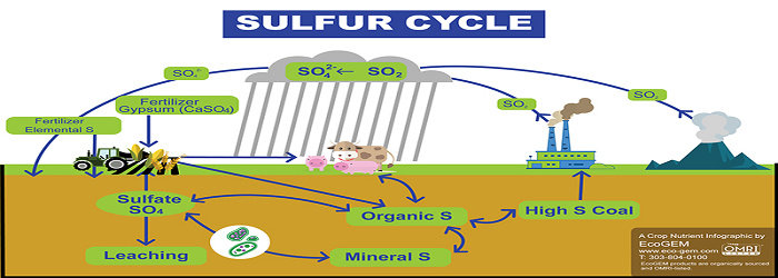Detail Gambar Siklus Sulfur Gambar Siklus Sulfur Nomer 22
