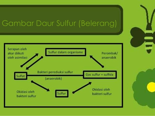 Detail Gambar Siklus Sulfur Gambar Siklus Sulfur Nomer 32