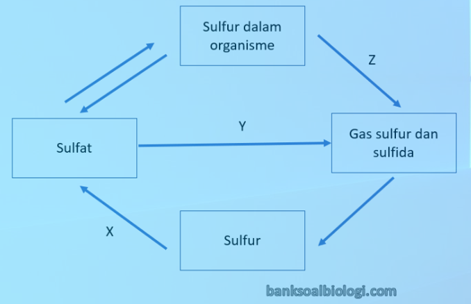 Detail Gambar Siklus Sulfur Gambar Siklus Sulfur Nomer 36