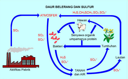 Detail Gambar Siklus Sulfur Gambar Siklus Sulfur Nomer 5