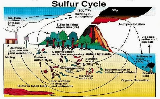 Detail Gambar Siklus Sulfur Gambar Siklus Sulfur Nomer 38