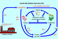 Detail Gambar Siklus Sulfur Gambar Siklus Sulfur Nomer 48