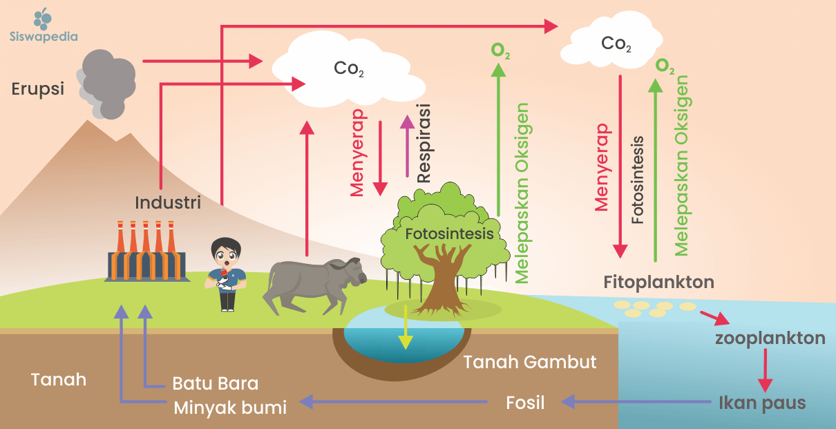 Detail Gambar Siklus Sulfur Gambar Siklus Sulfur Nomer 52