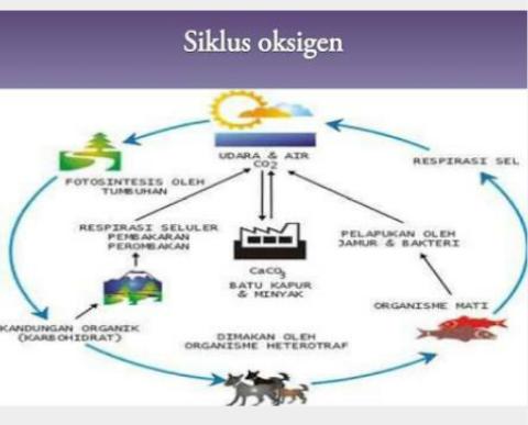 Detail Gambar Siklus Sulfur Gambar Siklus Sulfur Nomer 53