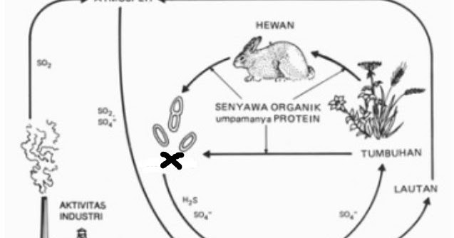 Detail Gambar Siklus Sulfur Gambar Siklus Sulfur Nomer 8