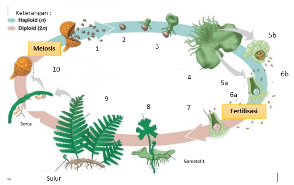 Detail Gambar Siklus Tumbuhan Paku Nomer 18