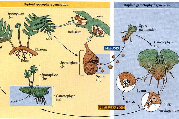 Detail Gambar Siklus Tumbuhan Paku Nomer 19