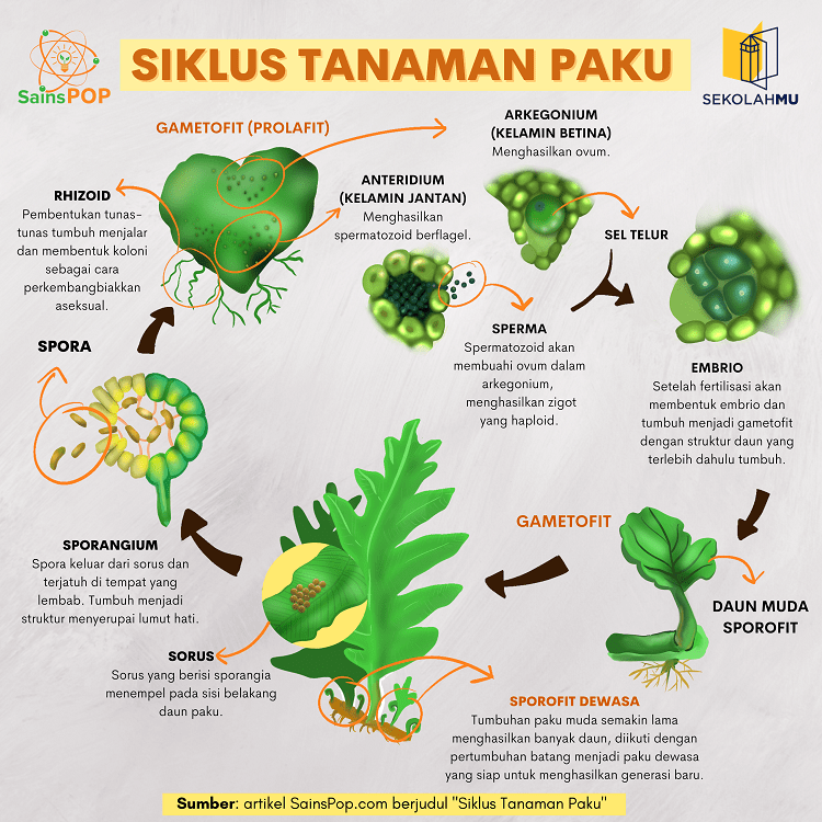 Detail Gambar Siklus Tumbuhan Paku Nomer 3