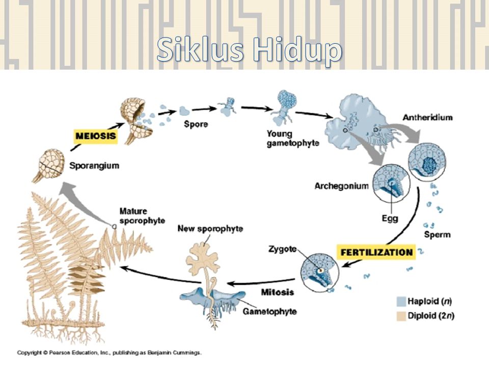 Detail Gambar Siklus Tumbuhan Paku Nomer 20