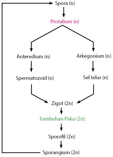 Detail Gambar Siklus Tumbuhan Paku Nomer 23