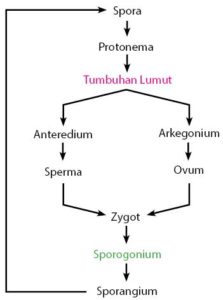 Detail Gambar Siklus Tumbuhan Paku Nomer 26