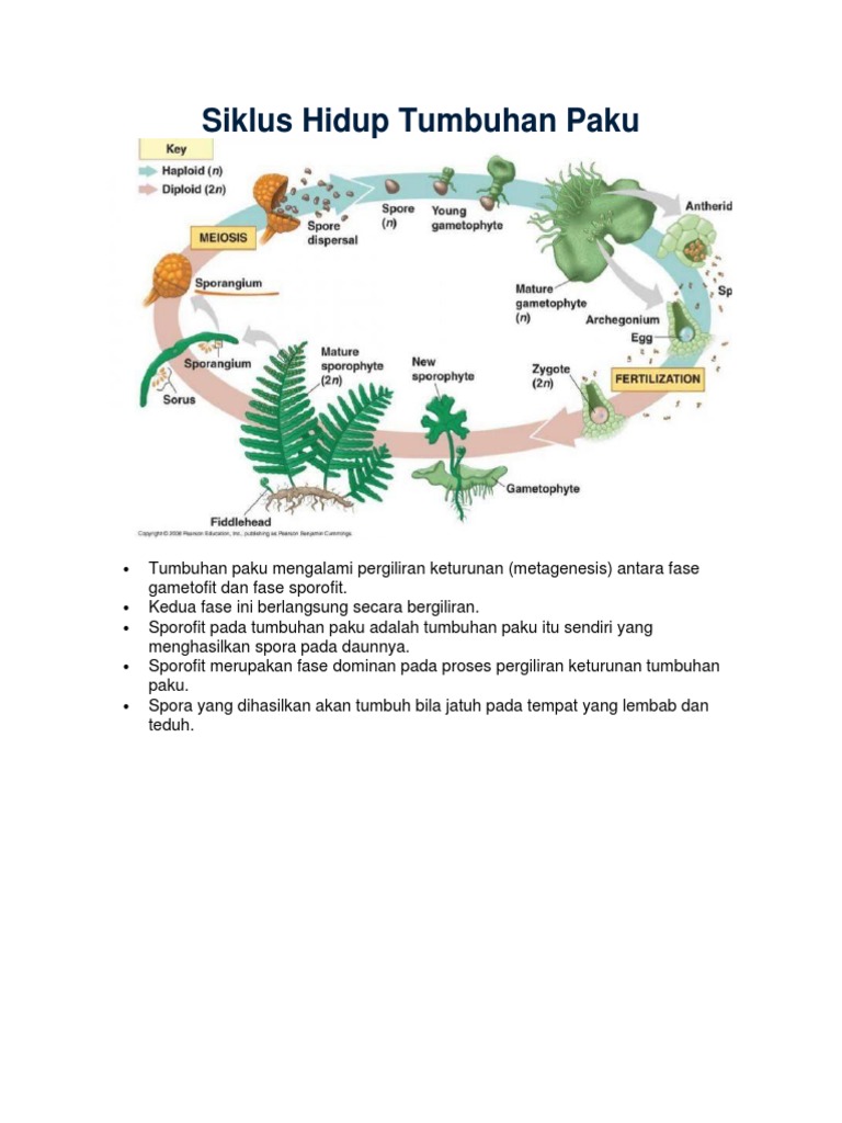 Detail Gambar Siklus Tumbuhan Paku Nomer 29