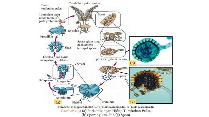 Detail Gambar Siklus Tumbuhan Paku Nomer 31