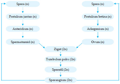 Detail Gambar Siklus Tumbuhan Paku Nomer 33