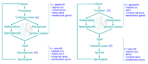 Detail Gambar Siklus Tumbuhan Paku Nomer 35