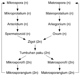 Detail Gambar Siklus Tumbuhan Paku Nomer 40