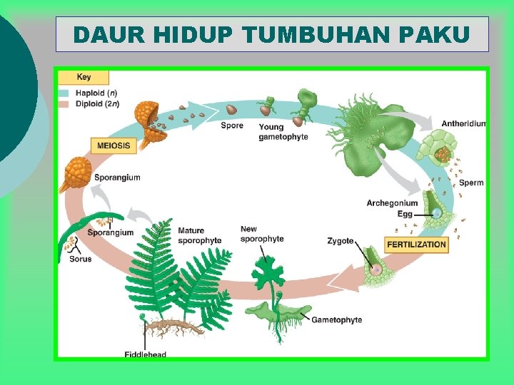 Detail Gambar Siklus Tumbuhan Paku Nomer 47