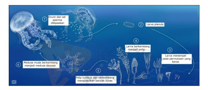 Detail Gambar Siklus Ubur Ubur Nomer 42