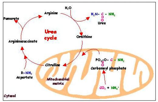 Detail Gambar Siklus Urea Nomer 12