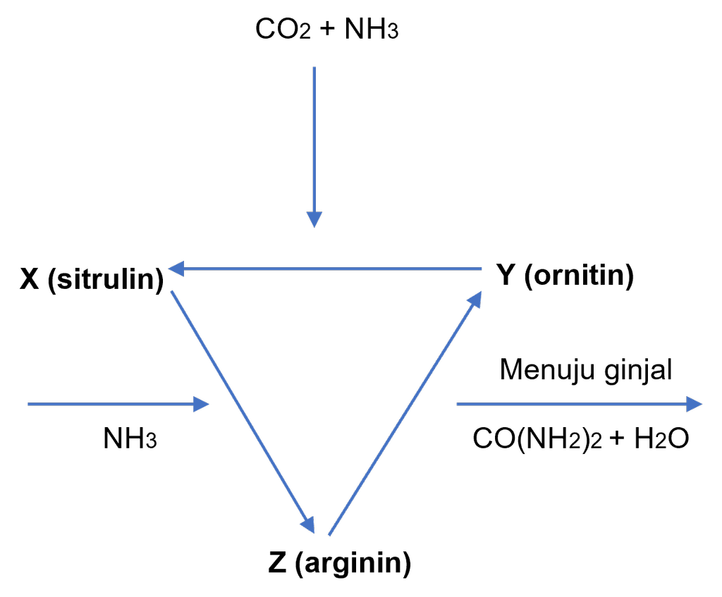 Detail Gambar Siklus Urea Nomer 13
