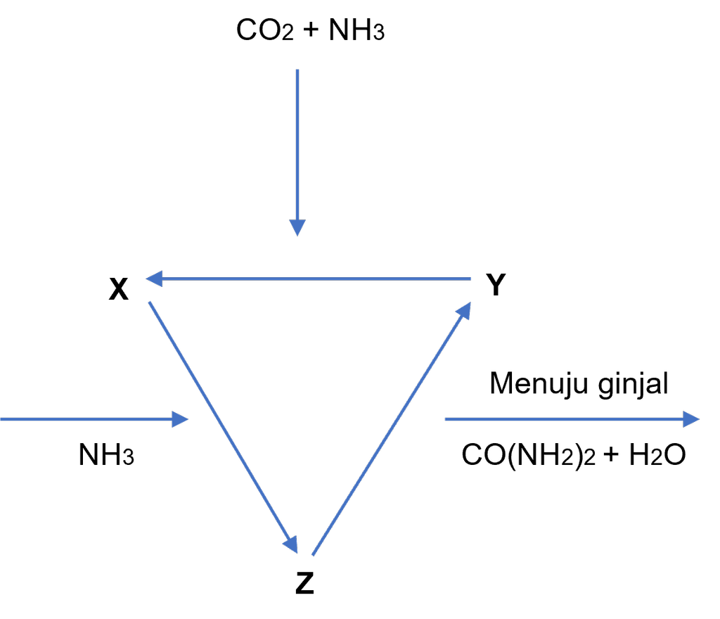 Detail Gambar Siklus Urea Nomer 19