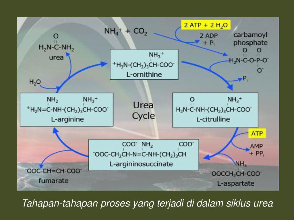 Detail Gambar Siklus Urea Nomer 4