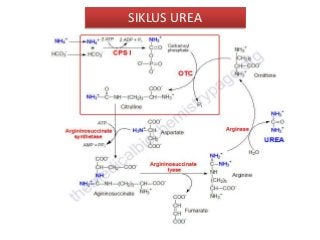 Detail Gambar Siklus Urea Nomer 26